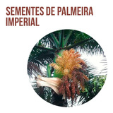1.000 Sementes De Palmeira Imperial - Recém Colhidas