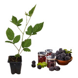 1 Muda De Amora Preta Gigante Rubus + Manual 