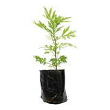 1 Muda De Artemísia - Alta Qualidade - Planta Medicinal 