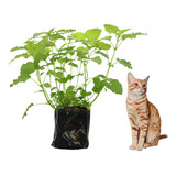 1 Muda De Erva De Gato, Catnip + Manual De Plantio