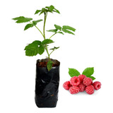 1 Muda De Framboesa (frutas Vermelhas) + Manual De Plantio