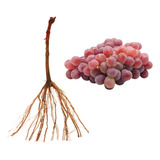 1 Muda De Uva Niágara Rosada Enxertada + Manual De Plantio