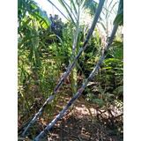 10 Mudas De Cana Roxa ( Raridade)