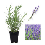 10 Mudas De Lavanda Legítima - Alta Qualidade + Manual