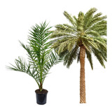 10 Mudas De Tamareira Dactylifera Medjol Paisagismo Palmeira
