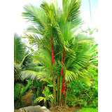 10 Sementes Palmeira Laca Vermelha Cyrtostachys P/ Plantios