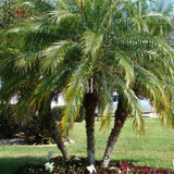 100 Sementes De Palmeira Fenix Tamareira De Jardim