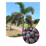 100 Sementes De Palmeira Rabo De Raposa Germinação Garantida