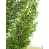 100 Sementes De Pinheiro Kaizuka - Juniperus Chinensis