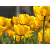 100 Sementes De Tulipa Amarela