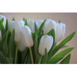 100 Sementes De Tulipa Branca