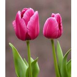 100 Sementes De Tulipa Rosa