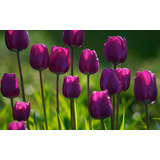100 Sementes De Tulipa Roxa