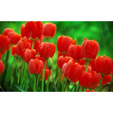 100 Sementes De Tulipa Vermelha