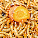 1000 Larvas Vivas Tenebrio Molitor - Via Transportadora