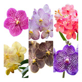 12 Mudas Lindas De Orquídeas Variadas + Vanda Azul Muda