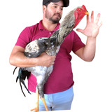 12 Ovos Dos Maiores Índio Gigante, Galinha Sertaneja Balão!