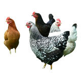 12 Ovos Galados De Raças Variadas/poedeiras/corte/engorda