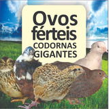 120 Ovos Férteis/galados De Codornas Gigantes