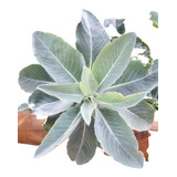 120 Sementes De Salvia Apiana - Salvia Sagrada Salvia Branca