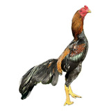 15 Ovos De Galos Costeiros E Barrigueiros Comprovados