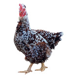 16 Ovos Galados Das Verdadeiras Galinhas Gsb. Frete Grátis!