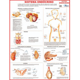 17 Mapas Gigante Do Corpo Humano 120 X 90cm - A Sua Escolha