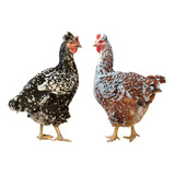 18 Ovos Galados Das Verdadeiras Galinhas Gsb!