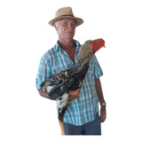 18 Ovos Galados Índio Gigante, Gsb, Polaco Gigante. Escolha!