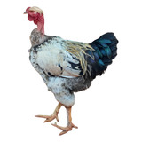 18 Ovos Galados Polaco Gigante, Índio Gigante, Gsb. Grátis!