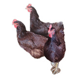 18 Ovos Rhode Island Red Padrão Americano 