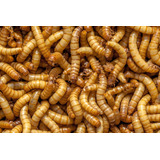 2.000 Larvas De Tenebrio Molitor
