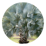2 Mudas De Palmeira Azul (bismarckia Nobilis) 40cm A 60cm