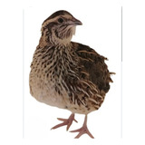 30 Ovos Galados De Codorna Europeia Gigante