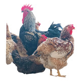 30 Ovos Galados De Gsb Galinha Sertaneja Balão