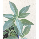 30 Sementes De Salvia Apiana - Salvia Sagrada Salvia Branca