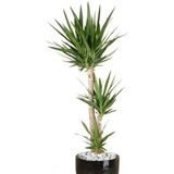 30 Sementes Yucca Aloifolia Palmeira Planta Flor P/ Mudas Frete Rapido