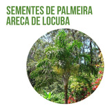 300 Sementes De Palmeira Areca De Locuba 