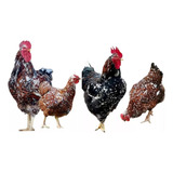 32 Ovos Galinha Balão Sertanejo Gsb Bh Top
