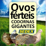 45 Ovos Galados Codorna Gigante Mistos + Brinde