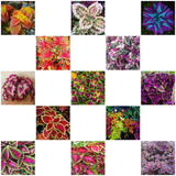 4800 Sementes Coleus Raros + Super Brinde Brinde
