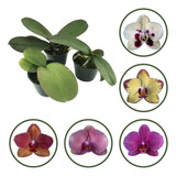5 Mudas Orquidea Phalaenopsis Pre Adulta Promocao