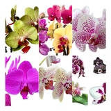 5 Orquídeas Phalaenopsis Pré Adultas (pacote)