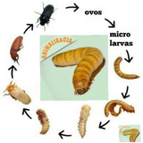 500 Larvas De Tenebrio Molitor + Brinde( + Algumas Larvas) 