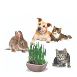 500 Semente Pet Grass Grama Dos Gatos Cães Coelhos Original