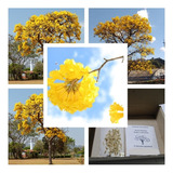 500 Sementes De Ipê Amarelo Do Cerrado (tabebuia Ochraceus)