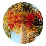 500 Sementes De Palmeira Carpentária (carpentaria Acuminata)