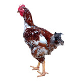 6 Ovos Galados Das Verdadeiras Galinhas Gsb. Frete Grátis!