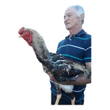 6 Ovos Galados Índio Gigante, Gsb, Polaco Gigante. Escolha! 