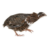 60 Ovos Galados De Codorna Gigante Varias Cores + 5 Brinde